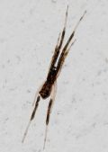 Episinus truncatus